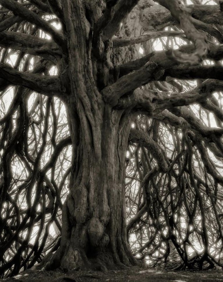 beth moon oldest trees