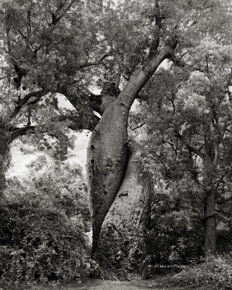 beth moon oldest trees