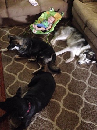 3 Dogs and a Baby