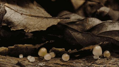 Mushroom