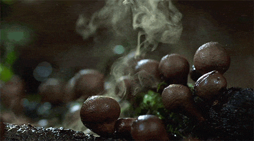 Mushroom