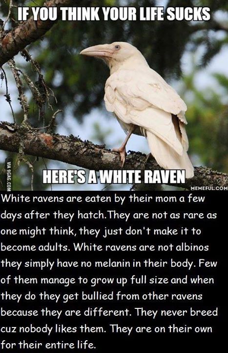 9GAG