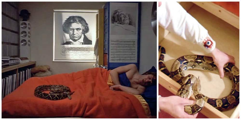 a clockwork orange - snake