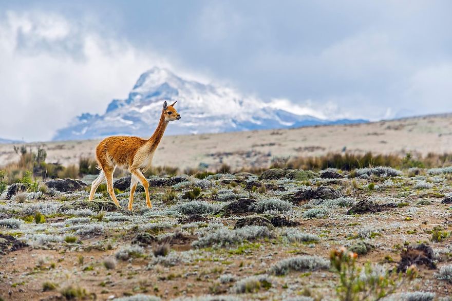 A Vicuña, Chimborazo Volcano, Ecuador Photo Contest