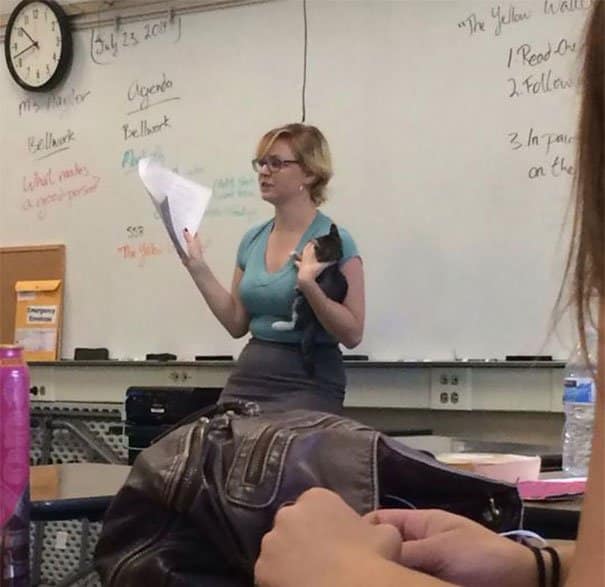 Abandoned Kittens Awesome Teachers