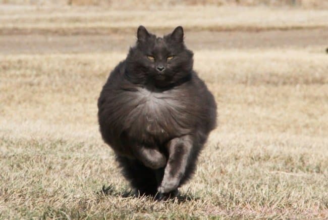 Alien Cat Popular photograph