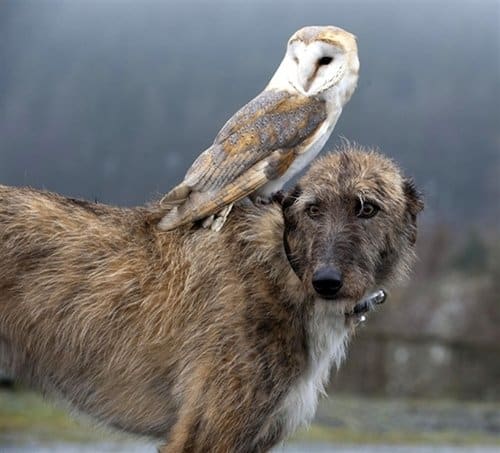 Animals Riding on top Animals 1 - Owl Riding Dog