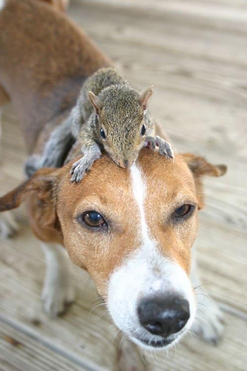Animals Riding Animals 11 - Squirel on Dog