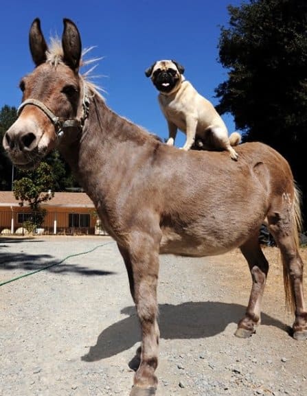 Animals Riding Animals 12 - Dog on Donkey