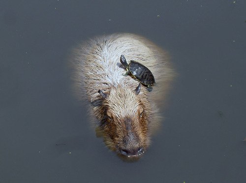 Animals Riding other Animals 17 - Floating Turtoise