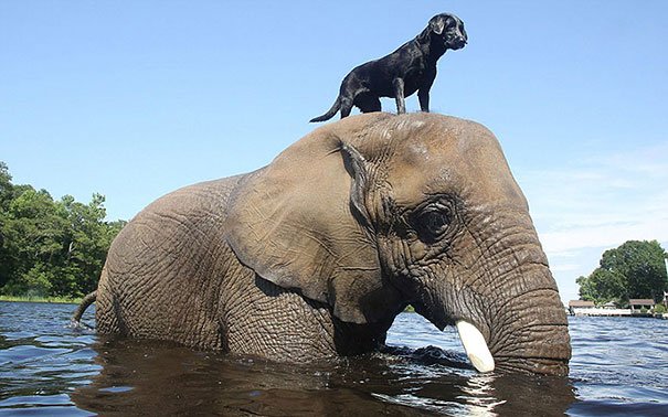Animals Riding Animals 13 - Dog on Elephant