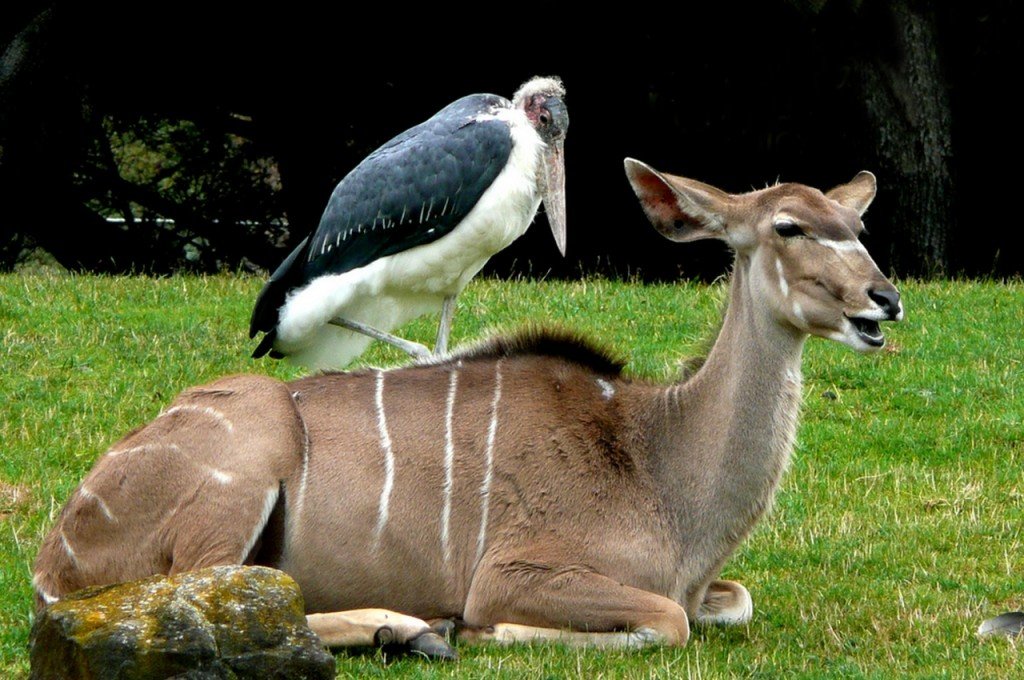 Animals Riding Animals 15