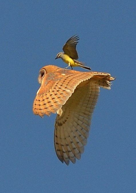 Animals Riding other Animals 16 - bird on owl
