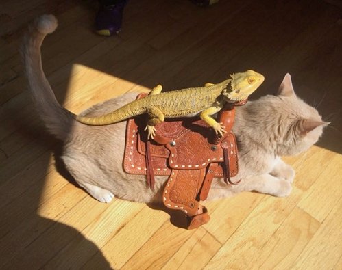 Animals Riding Animals 17- iguana on cat