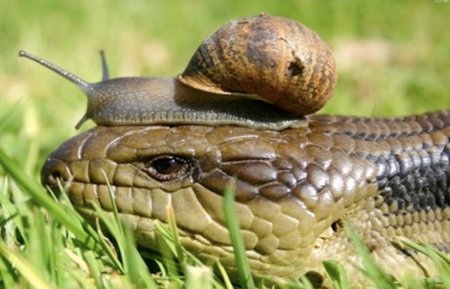 Animals Riding Animals 2 - Snail Riding Snake