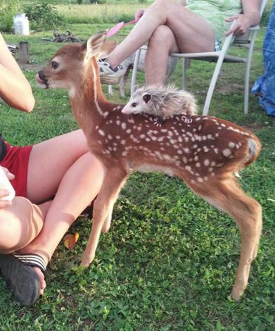 Animals Riding on top Animals 3 - Porcupine riding Bambi