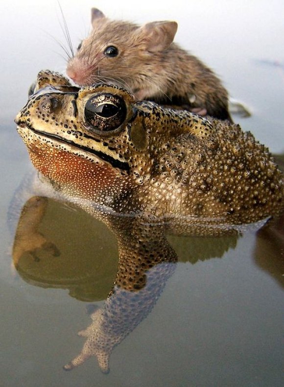 Animals Riding other Animals 4 - Mouse Riding Frog