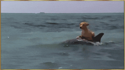 Animals Riding Animals 5 - Dog on Dolphin
