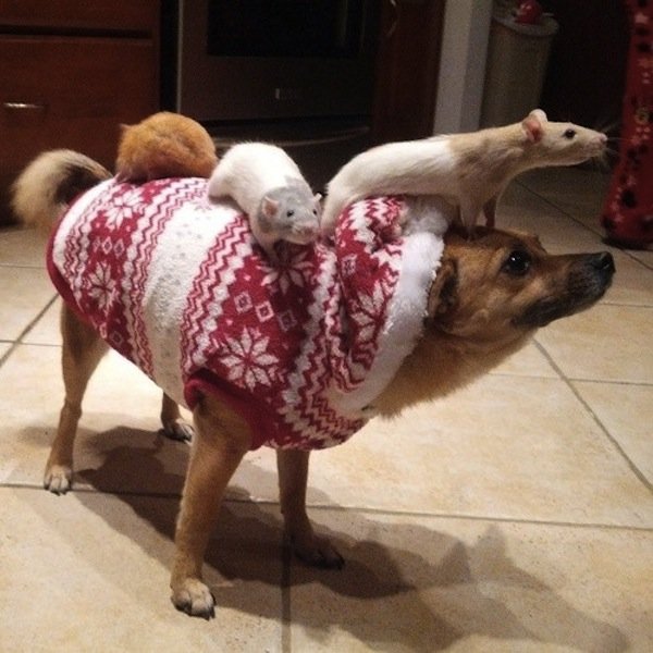 Animals Riding other Animals 5 - Hamster Riding Dog