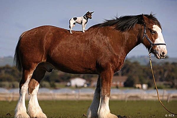 Animals Riding other Animals 6 - Dog Riding Horse