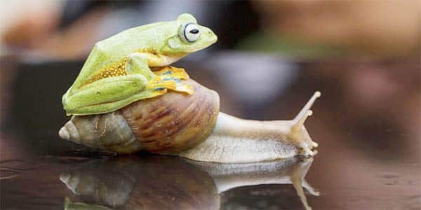 Animals Riding Animals 7 - Frog Riding Snail