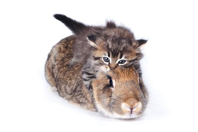 Animals Riding Animals 9 - Kitten on Hamster