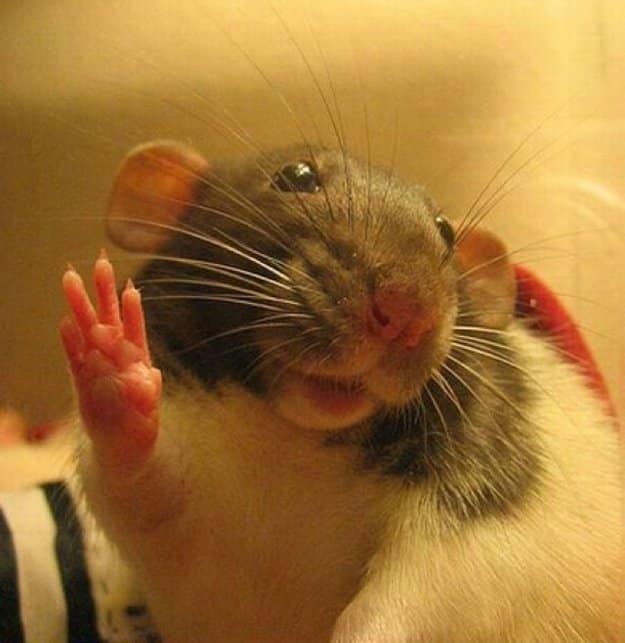 Animals Waving Goodbye 10 Mouse