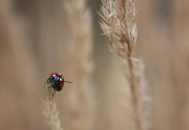 Animals Waving Goodbye 12 Lady Bug