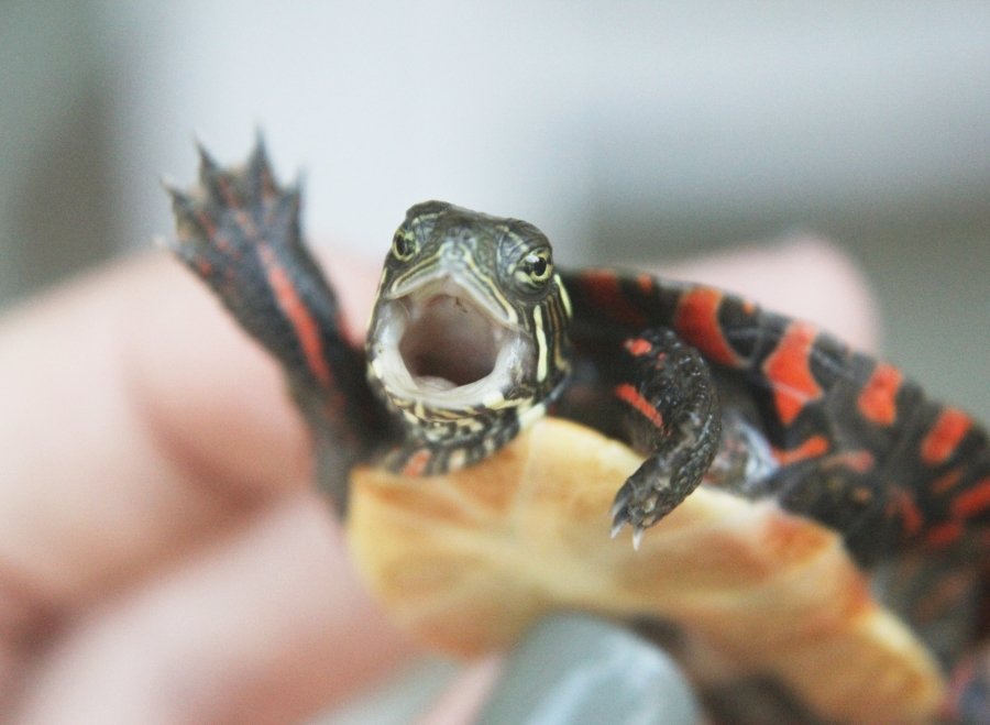 Animals Waving Bye 13 Turtle