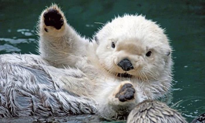 Animals Waving Bye 14