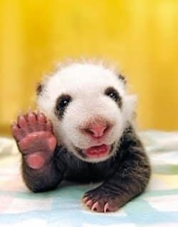 Animals Saying Goodbye 15 Baby Panda