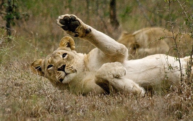 Animals Waving Goodbye 16 Lion