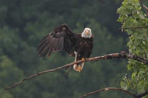 Animals Waving Bye 17 Eagle