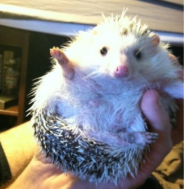 Animals Saying Goodbye 19 Porcupine