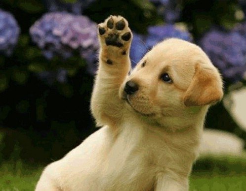 Animals Waving Goodbye 3 Puppy