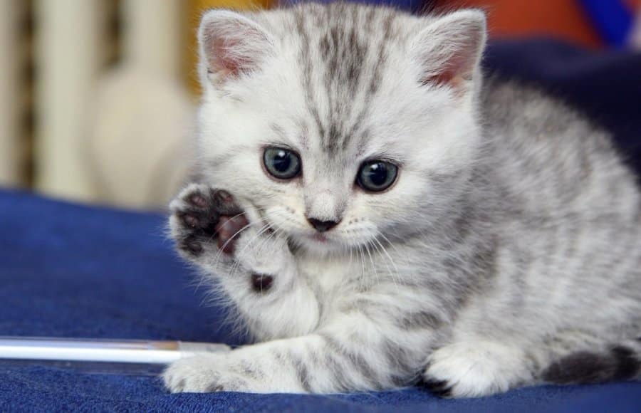 Animals Waving Goodbye 4 Kitten