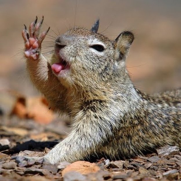 Animals Waving Bye 7 Hamster