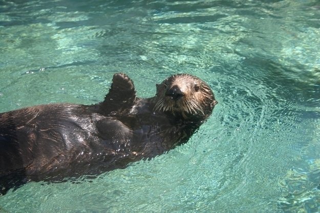 Animals Waving Bye 8