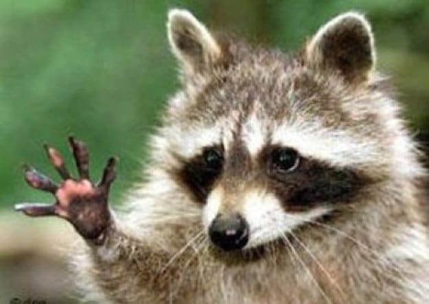 Animals Waving Bye 9