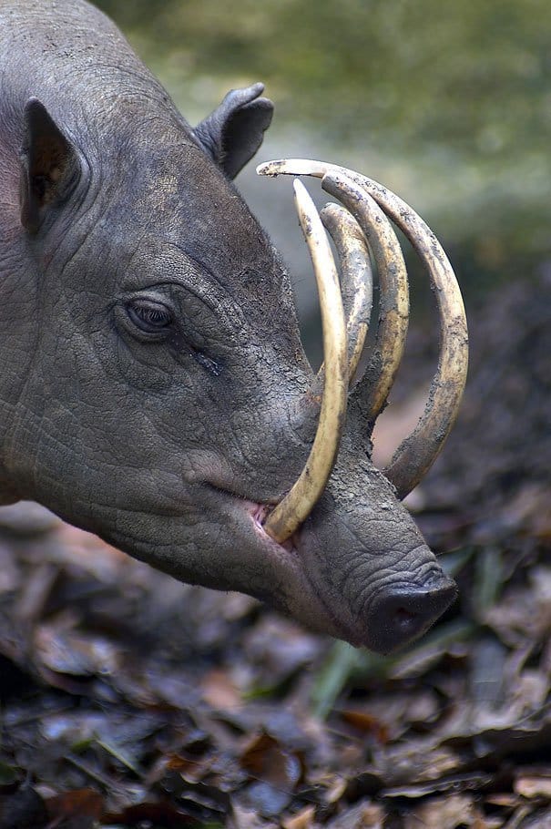 Babirusa (Hog-Deer) Strange Animal