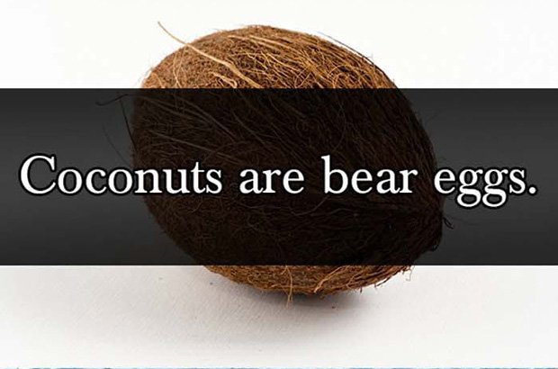 Bear Eggs Parent Lies