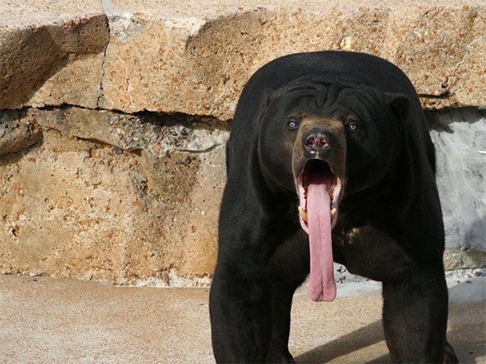 Bear Surprised