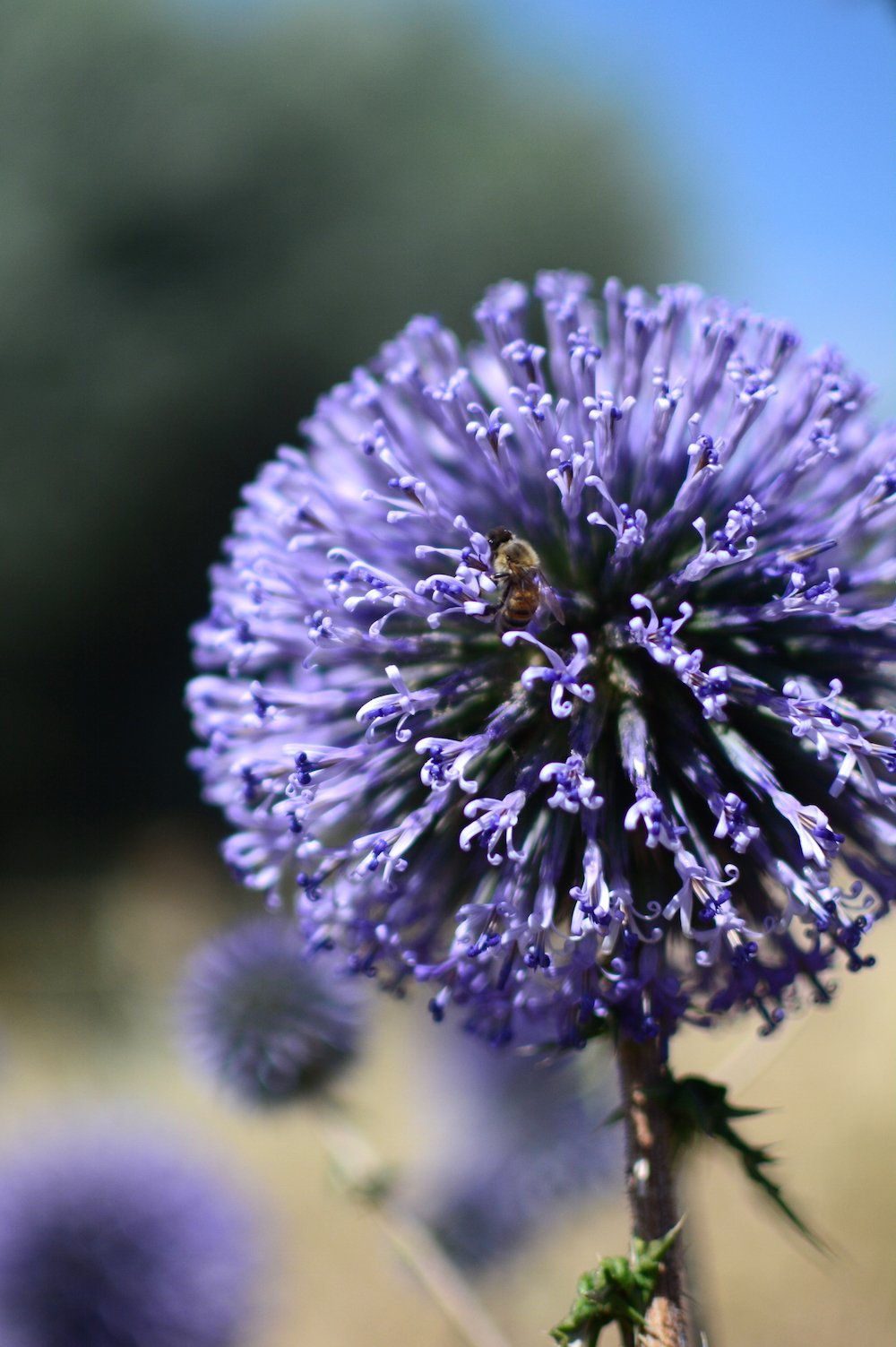 Bee on a flower at Galilee Beautiful Israel