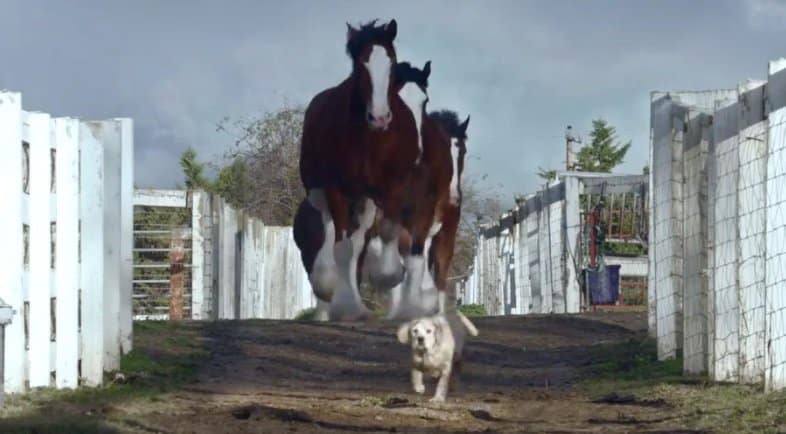 Advertisement Sequel, Charming Love Story Between A Puppy And A Horse Heartbreaker!