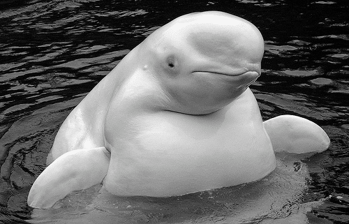 Beluga Shocks