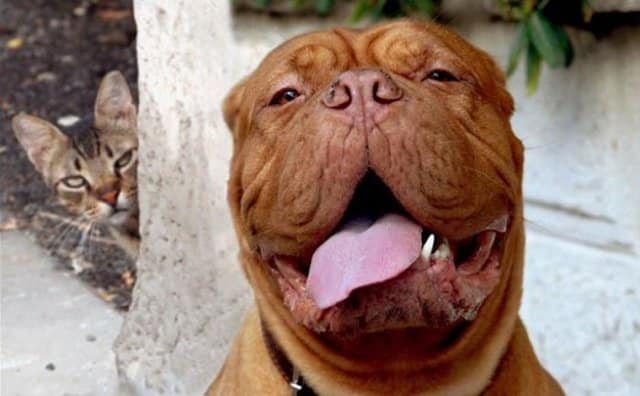 Best Animal Photobombs Ever 10 - Angry Cat