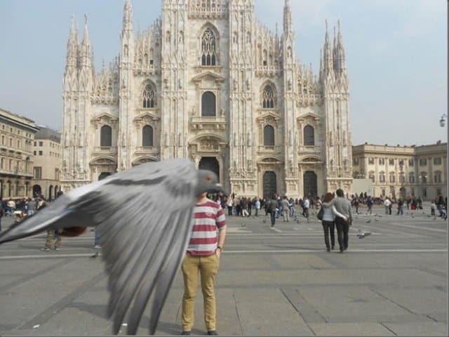 Best Animal Photobombs Ever 13 - Pigeon