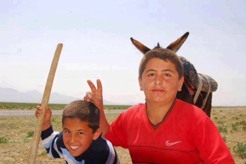 Funniest Animal Photobombs Ever 17 - Donkey Ears