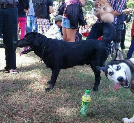 Best Animal Photobombs Ever 2 - Funny Dog
