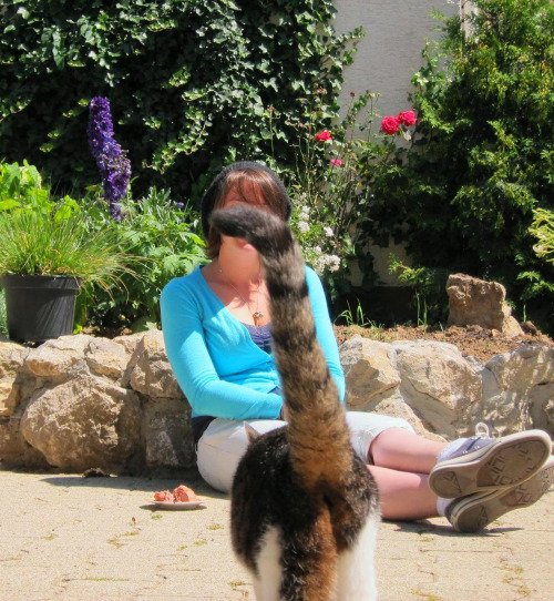Funniest Animal Photobombs Ever 21a - Cat Tail